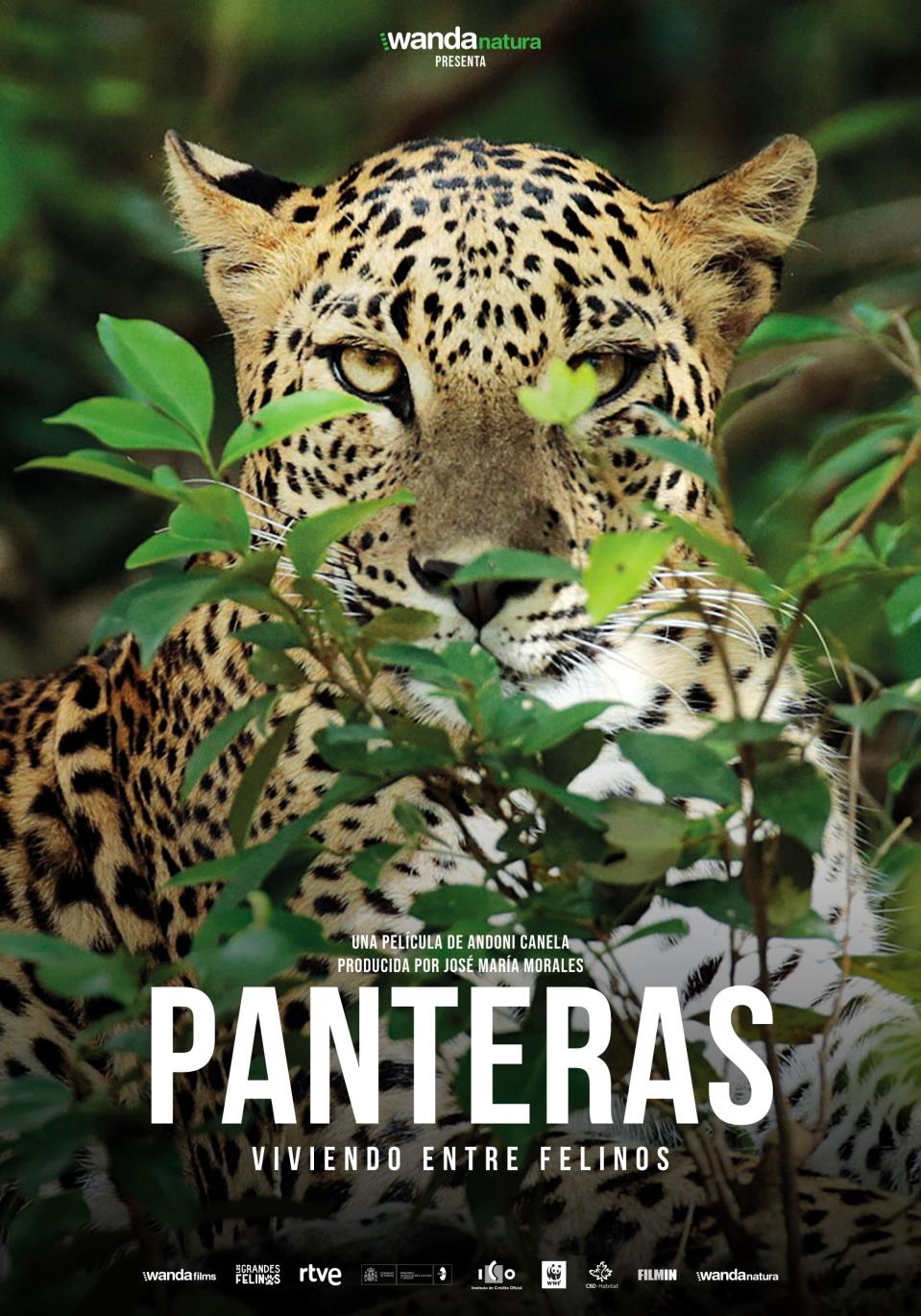 Panteras