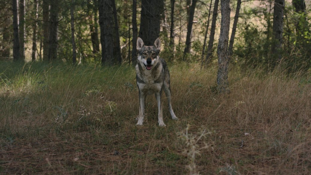 Fotograma del cortometraje Tótem Loba