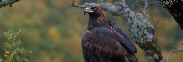 Fotograma del documental Iberia, naturaleza infinita